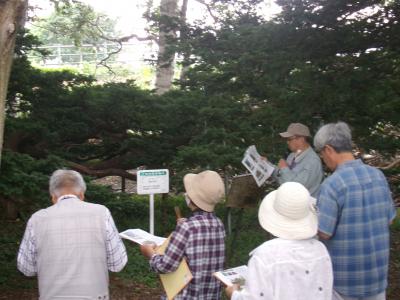 越後神社イチイ