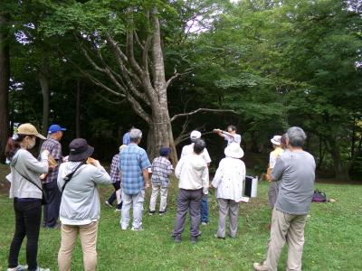 千個園ヤマモミジ