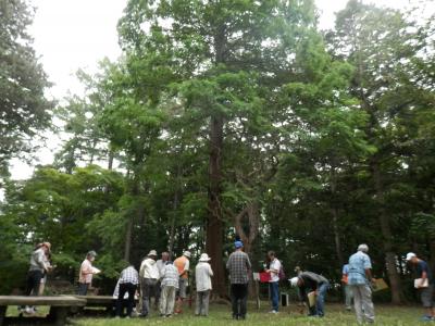 湯川公園メタセコイア