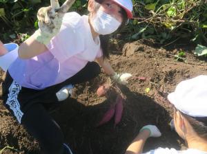 さつまいもを収穫する様子