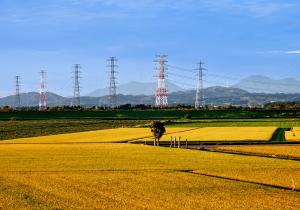 黄金色の田んぼ