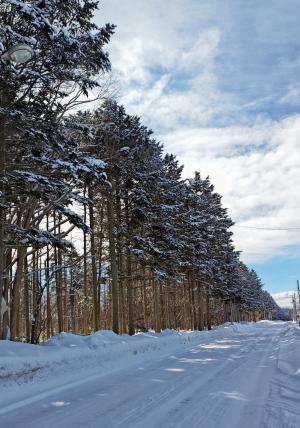 強い西風から国道12号とJR函館線を守る防風林