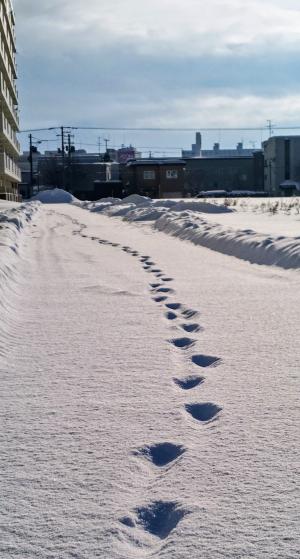 市営団地前の雪上を歩いた動物の足跡
