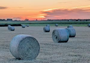 小麦ロールと夕日