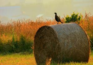 小麦ロールの上で黄昏れるコウライキジ