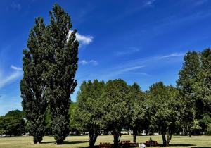 北海道立図書館のポプラのある前庭