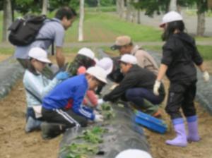 さつまいもを植える様子