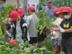 えだまめの収穫体験