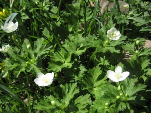 にりんそうの集い