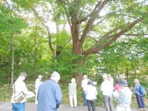 酪農学園大学　シナノキ