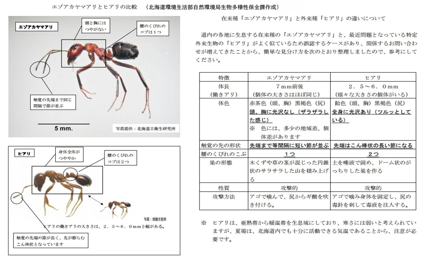 ヒアリ&エゾアカヤマ