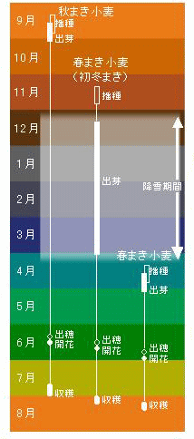 秋まき小麦と初冬まき栽培の生育期間の図