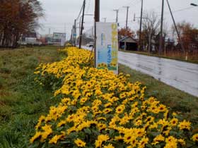 写真：排水敷地を利用した植栽（八幡）