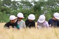 2025小麦追跡学習　①