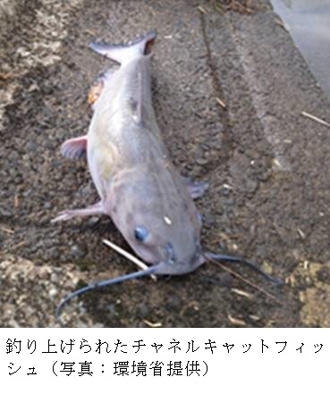 釣られたナマズ